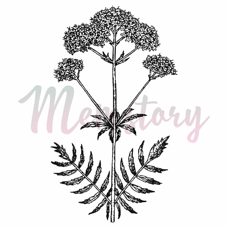 Штамп Memstory "Валериана"