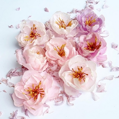 Набор цветов The TEA Garden пионы "Celebrity"