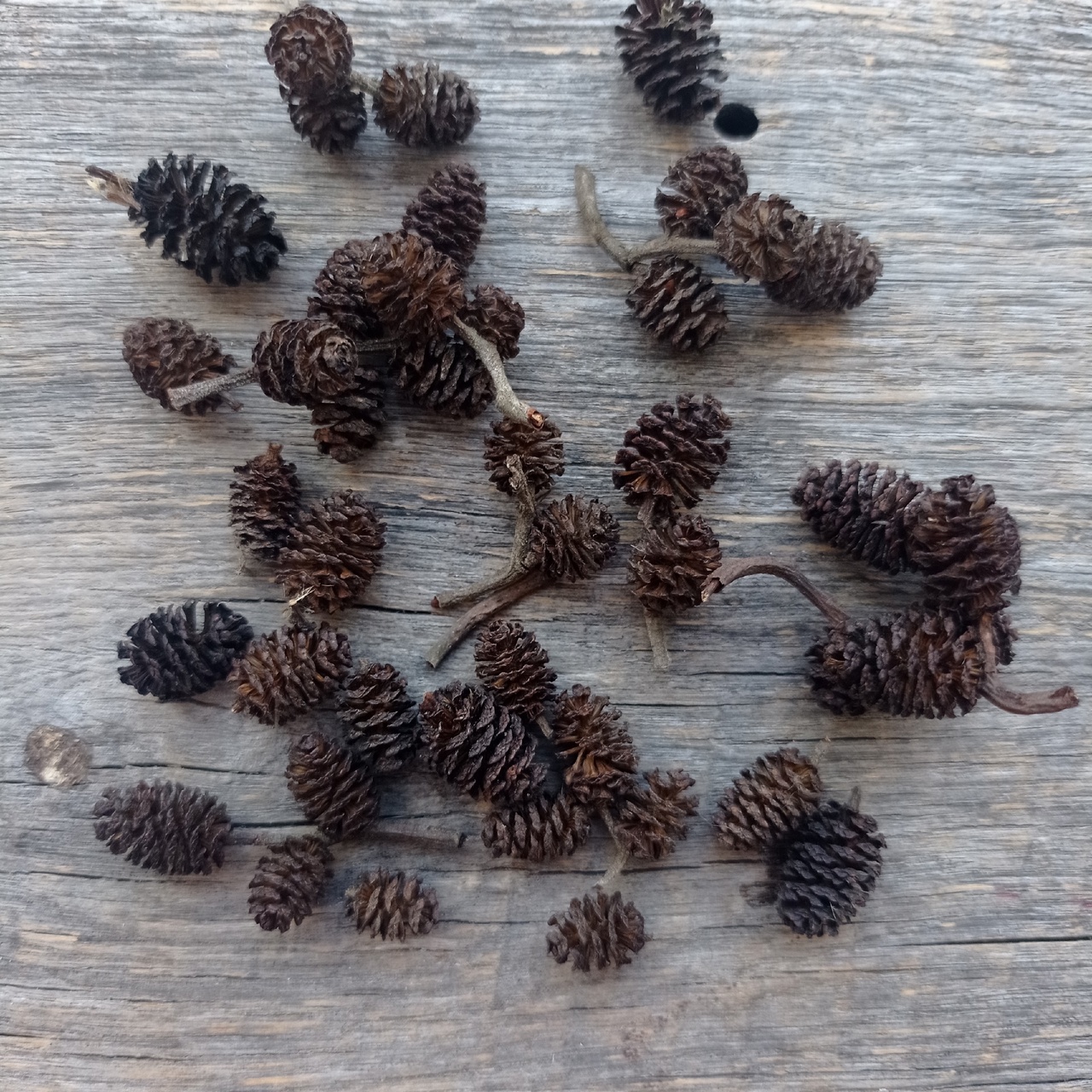 Набор природного декора "Шишки малютки"