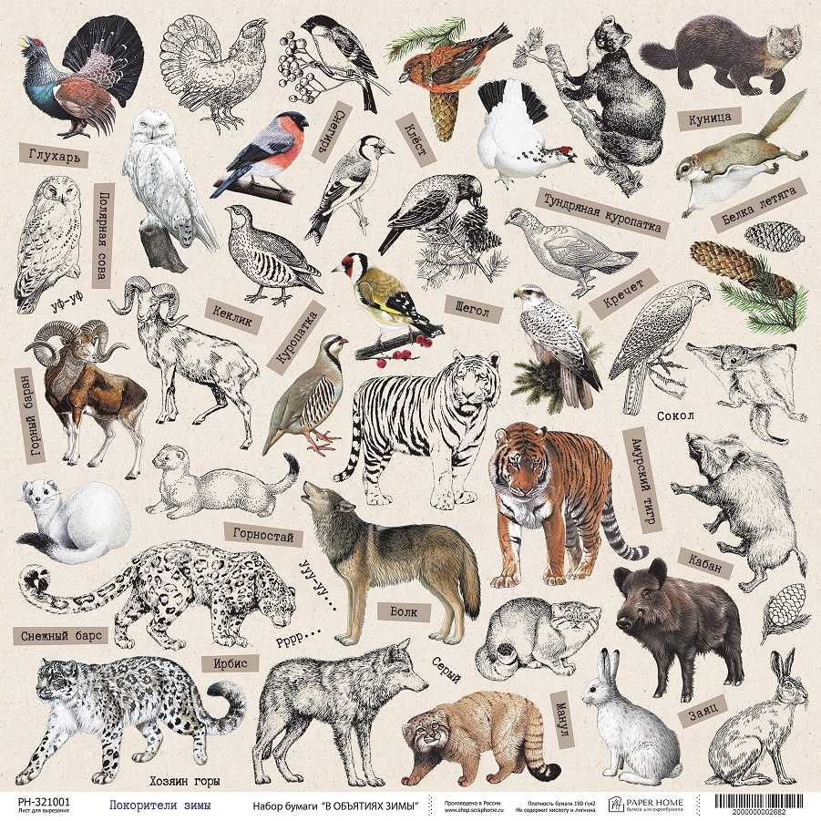 Бумага Paper Home "В объятиях зимы" Покорители зимы (PH22-01)