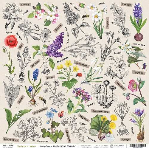 Бумага Paper Home "Пробуждение природы" Новости с лугов (PH26-09)