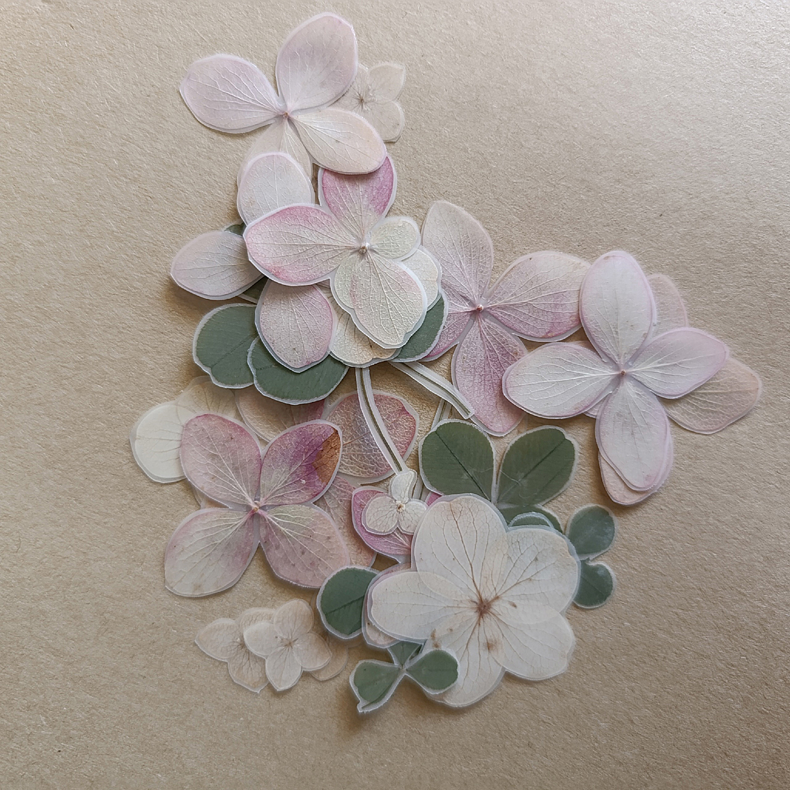 Набор сухоцветов гортензии в ламинации