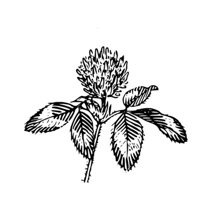 Штамп Stylish Stamps "Клевер № 02"