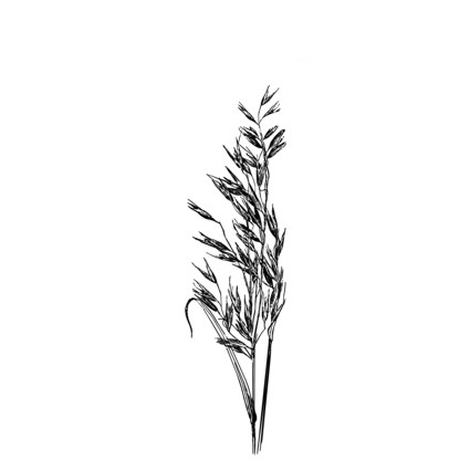 Штамп Stylish Stamps "Овес № 01"